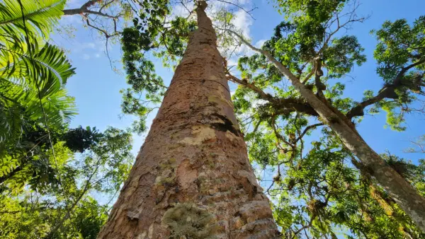 Único seringal urbano do mundo, Parque Capitão Ciríaco preserva história viva do Acre no Centro de Rio Branco 4 Único seringal urbano do mundo, Parque Capitão Ciríaco preserva história viva do Acre no Centro de Rio Branco