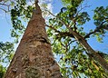 Único seringal urbano do mundo, Parque Capitão Ciríaco preserva história viva do Acre no Centro de Rio Branco