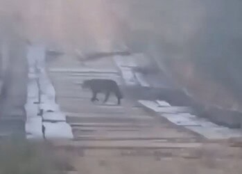 Foto: Reprodução/redes sociais