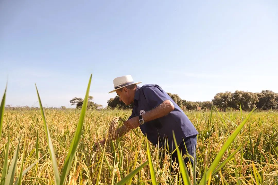 Projeto da Prefeitura de Rio Branco aposta em sementes de arroz para fortalecer agricultura familiar 2 Projeto da Prefeitura de Rio Branco aposta em sementes de arroz para fortalecer agricultura familiar