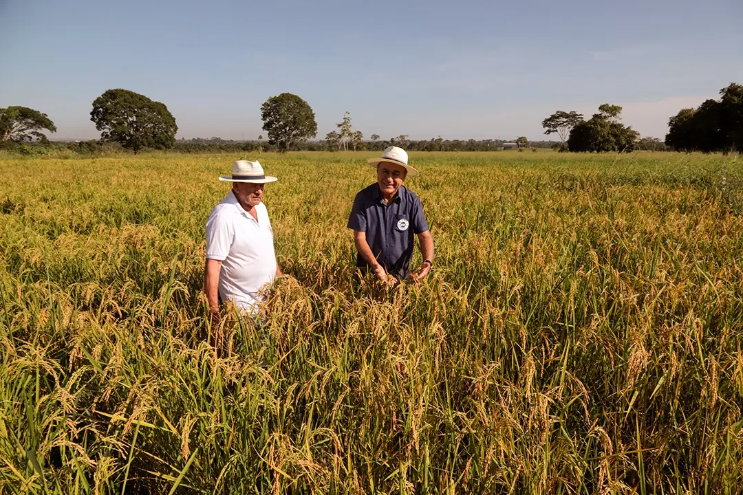 Projeto da Prefeitura de Rio Branco aposta em sementes de arroz para fortalecer agricultura familiar 3 Projeto da Prefeitura de Rio Branco aposta em sementes de arroz para fortalecer agricultura familiar
