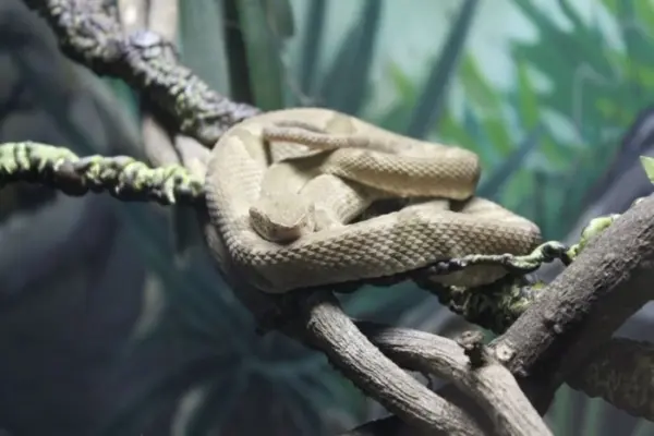 “Milagre”: menino sobrevive a picada de cobra entre as mais venenosas