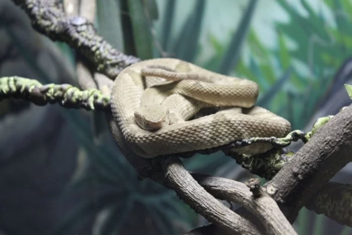“Milagre”: menino sobrevive a picada de cobra entre as mais venenosas