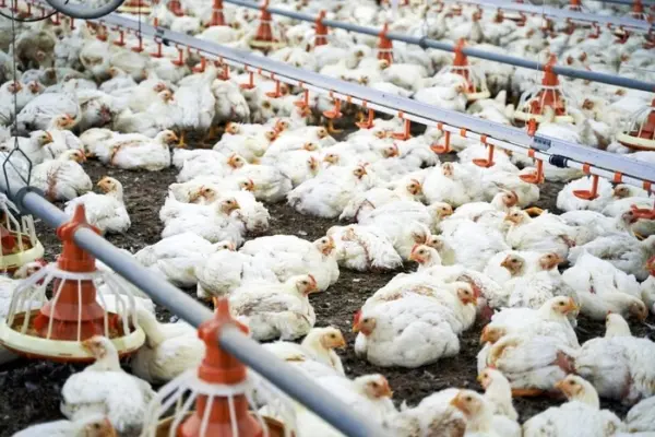 Saiba onde foi confirmado o 1º foco de gripe aviária no Brasil
