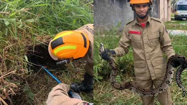 Bombeiros capturam jiboia de cerca de 2 metros em área urbana de Cruzeiro do Sul