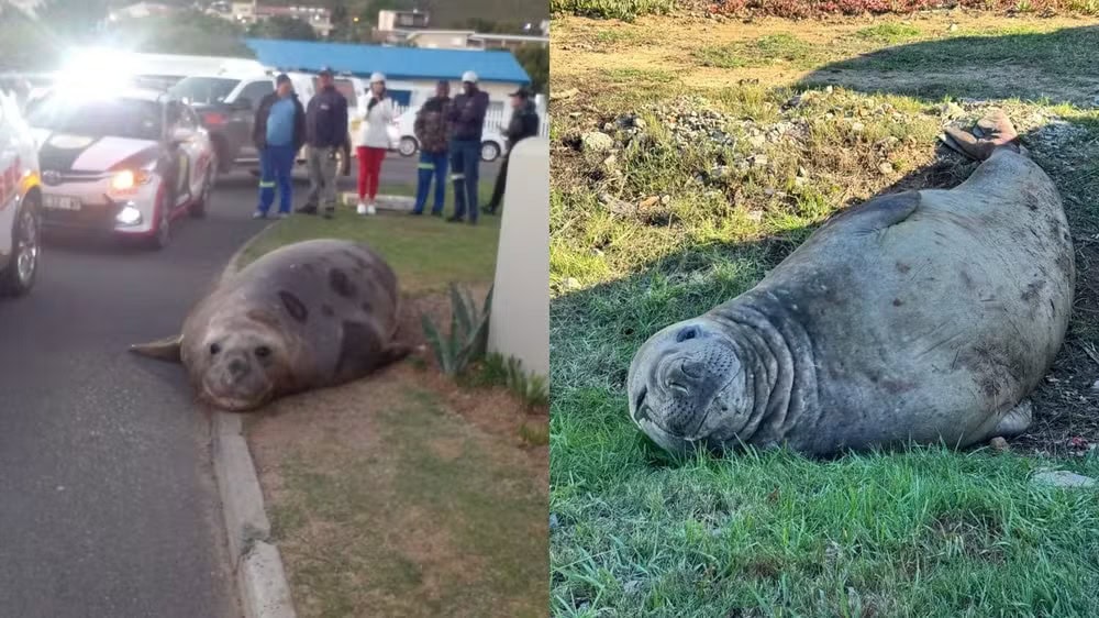 Elefante-marinho 'invade' ruas na África do Sul e mobiliza operação de resgate em 27 de maio de 2025. — Foto: ONG Cabo da Boa Esperança