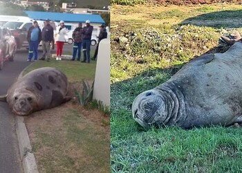 Elefante-marinho 'invade' ruas na África do Sul e mobiliza operação de resgate em 27 de maio de 2025. — Foto: ONG Cabo da Boa Esperança