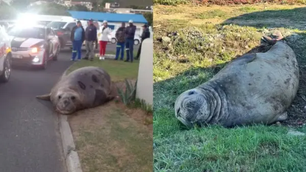 VÍDEO: elefante-marinho 'invade' ruas na África do Sul e mobiliza operação de resgate