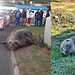 Elefante-marinho 'invade' ruas na África do Sul e mobiliza operação de resgate em 27 de maio de 2025. — Foto: ONG Cabo da Boa Esperança