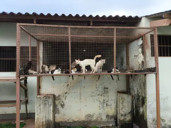 MP entra com ação para garantir reforma do Centro de Zoonoses de Rio Branco
