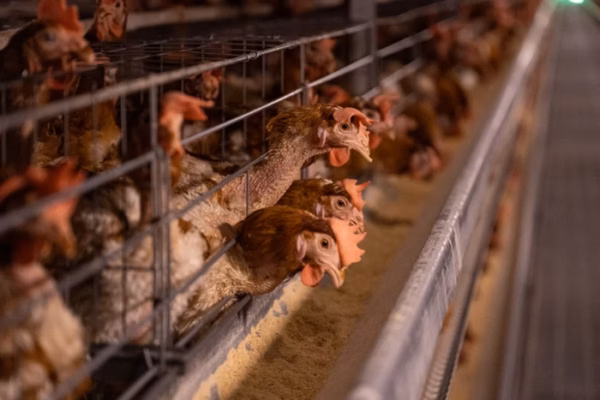 China veta importação de todos os produtos derivados de aves do Brasil