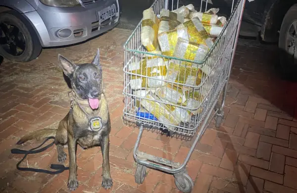 Cadela farejadora ajuda a polícia a apreender mais de 50 kg de drogas dentro de carro em Rio Branco