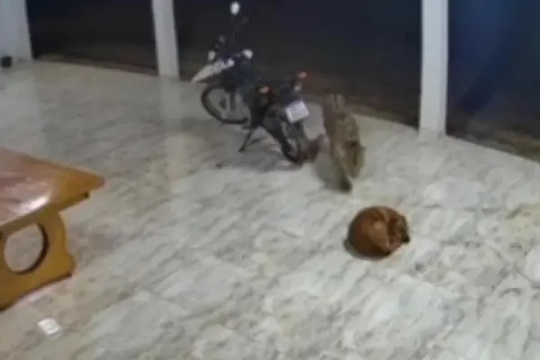 VÍDEO: Onça-pintada ataca cachorro que dormia em quintal de casa