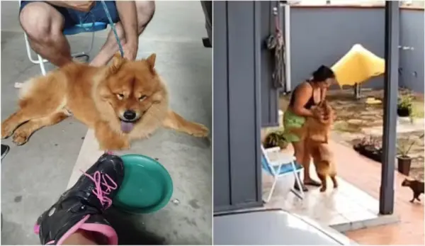 Caso de acreana atacada por cachorro que foi submetido à eutanásia levanta alerta: como evitar agressividade canina?