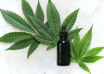 O uso recreativo da cannabis é legalizado no Canadá desde 2018. Foi a primeira grande economia do mundo a criar uma legislação desse tipo. - (crédito: Kimzy Nanney Unsplash)