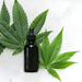 O uso recreativo da cannabis é legalizado no Canadá desde 2018. Foi a primeira grande economia do mundo a criar uma legislação desse tipo. - (crédito: Kimzy Nanney Unsplash)