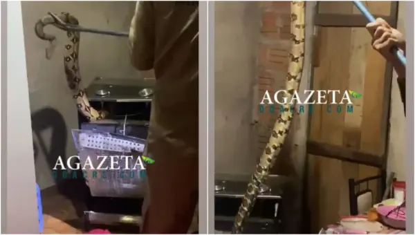 Família encontra cobra escondida dentro de fogão em casa em Rio Branco