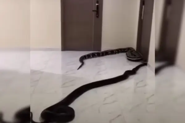Homem solta cobras em prédio após briga por latidos de cachorro. Vídeo