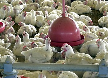Foto: ARQUIVO/AGÊNCIA BRASIL