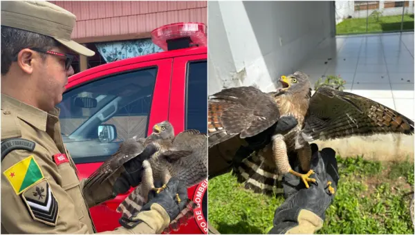 Gavião-real aparece em casa no Acre após se chocar durante voo e é resgatado pelos bombeiros; VÍDEO