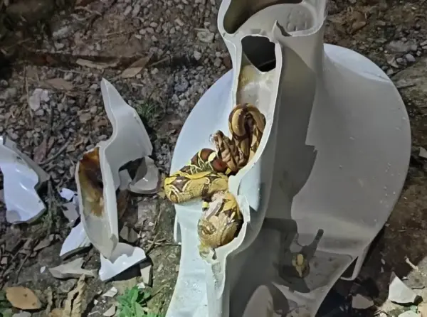 Cobra é encontrada dentro de vaso sanitário e assusta família em apartamento em Rio Branco
