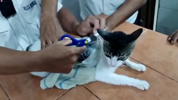 “Narcogato”: felino é usado para levar drogas para prisão. VÍDEO