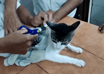 Gato é usado para contrabandear drogas em prisão na Costa Rica. • Ministerio de Justicia y Paz no Facebook
