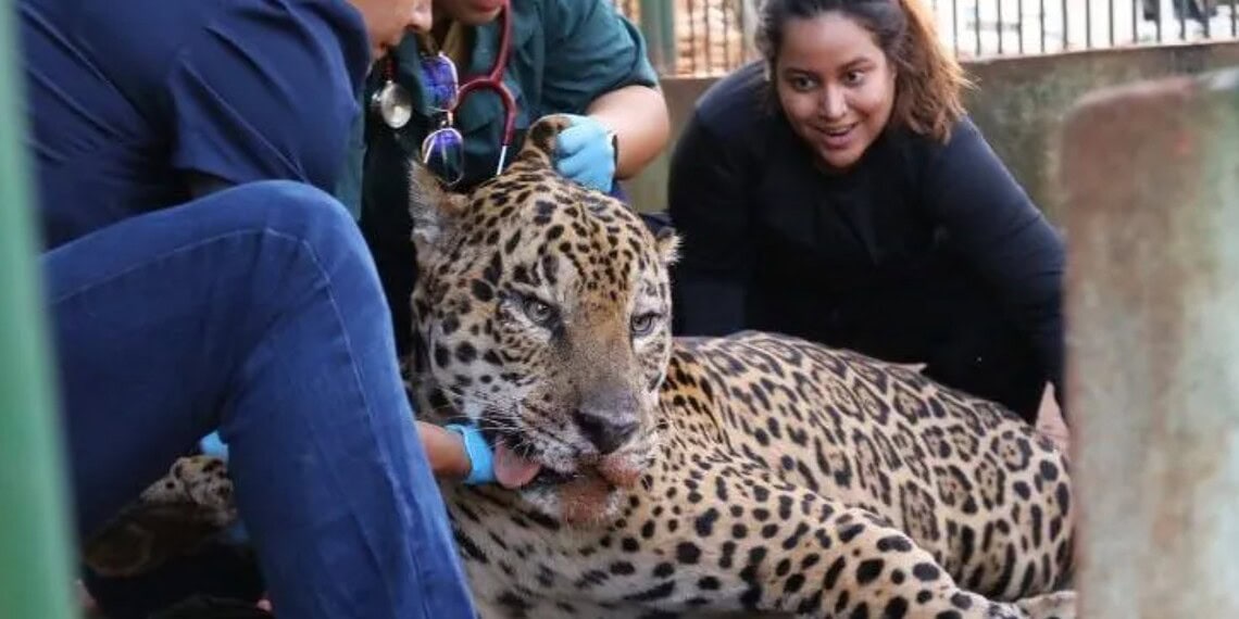 Onça pintada é transferida para área específica de fauna silvestre em SP • Divulgação