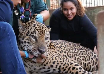 Onça pintada é transferida para área específica de fauna silvestre em SP • Divulgação