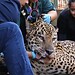 Onça pintada é transferida para área específica de fauna silvestre em SP • Divulgação