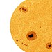Foto: R. Kamlah et al. 2025