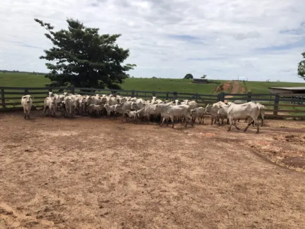 Pecuaristas do Acre têm até 30 de junho para vacinar mais de 8 mil fêmeas contra brucelose e evitar bloqueio na circulação de animais