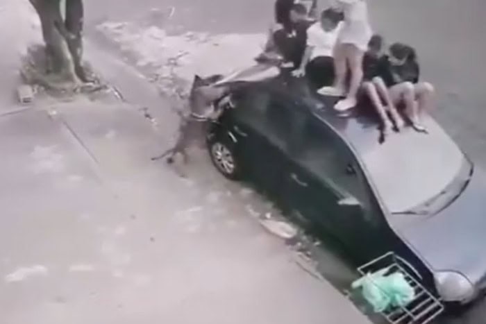 Reprodução