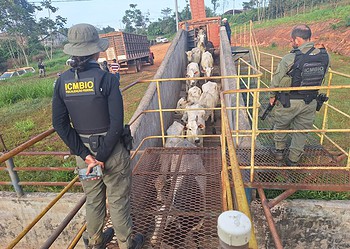 ICMBio denuncia ações criminosas contra a fiscalização na Reserva Extrativista Chico Mendes