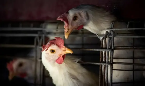 Gripe aviária: 16 países retiram restrições à carne de aves brasileiras