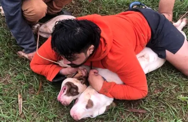 “Foi por pouco”: lutador imobiliza dois pit-bulls após sofrer ataque