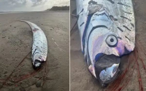 'Peixe do fim do mundo' é achado na areia de praia