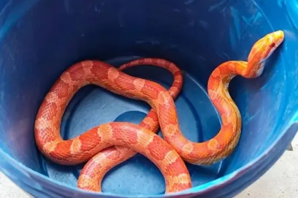 Serpente exótica de cor laranja é capturada em residência