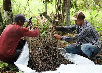 Cultivo do açaí em Feijó - Foto: Marcos Vicentti/Secom