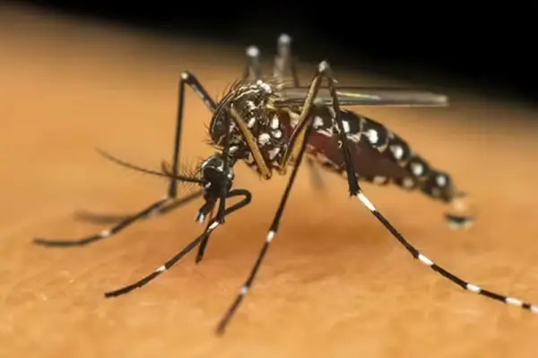 Acre registra 161 casos prováveis de chikungunya em 2025, com maioria concentrada no Juruá