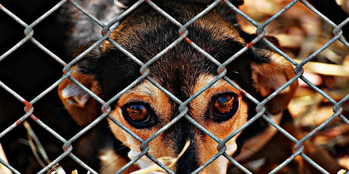 Homem é condenado por maus-tratos a cachorros em Feijó - Foto: Reprodução