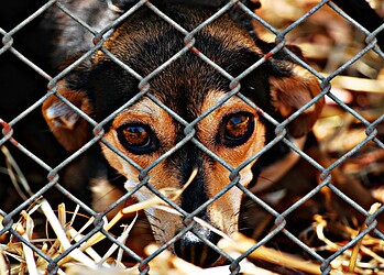 Homem é condenado por maus-tratos a cachorros em Feijó - Foto: Reprodução