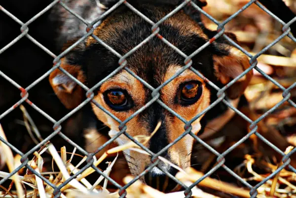 Homem é condenado a dois anos de prisão por maus-tratos a cachorros no Acre; um dos animais morreu