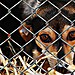 Homem é condenado por maus-tratos a cachorros em Feijó - Foto: Reprodução