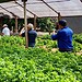Rio Branco busca soluções para o campo em visita técnica a referência de produção rural em Rondônia