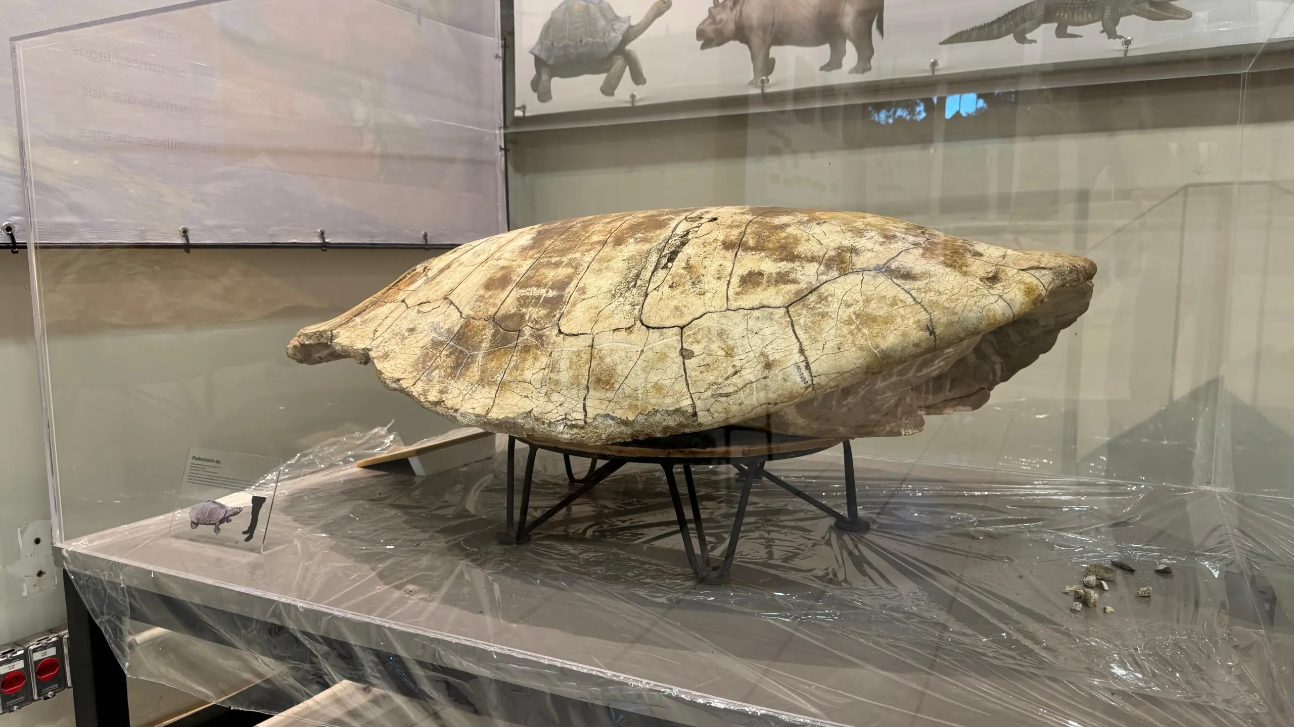 Tartaruga e jacaré gigantes: Museu da Ufac guarda fósseis raros da pré-história amazônica