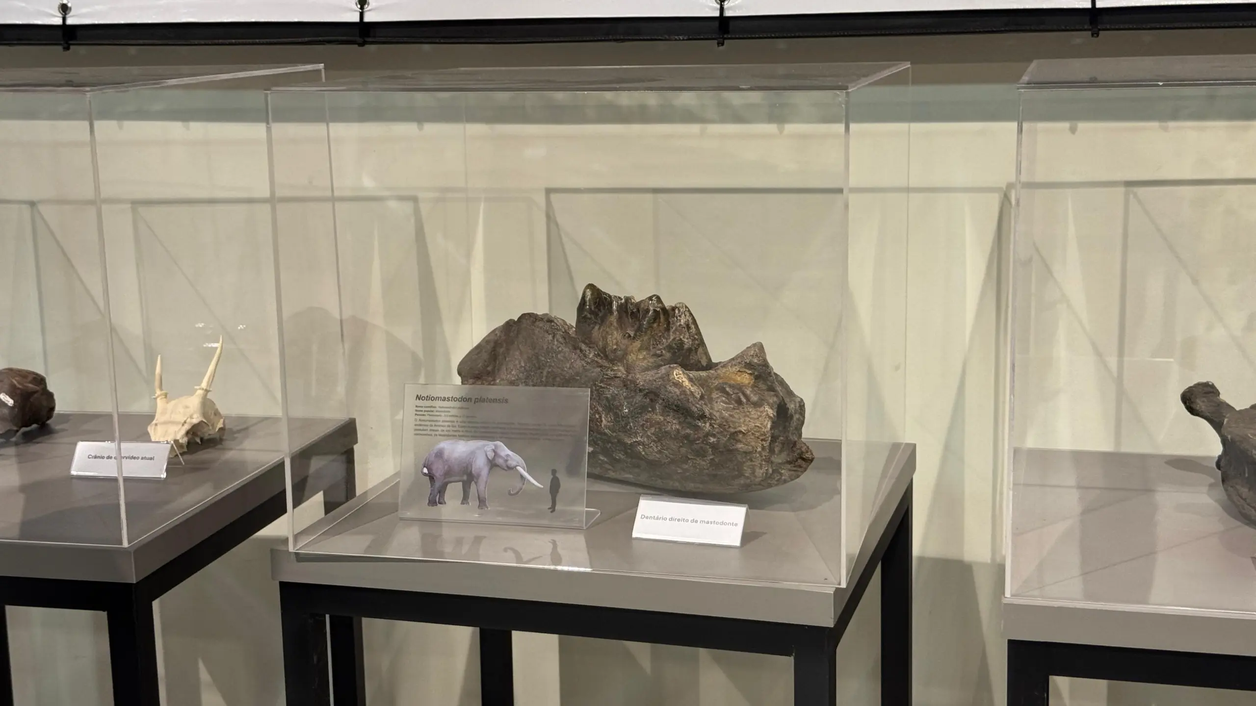 Tartaruga e jacaré gigantes: Museu da Ufac guarda fósseis raros da pré-história amazônica