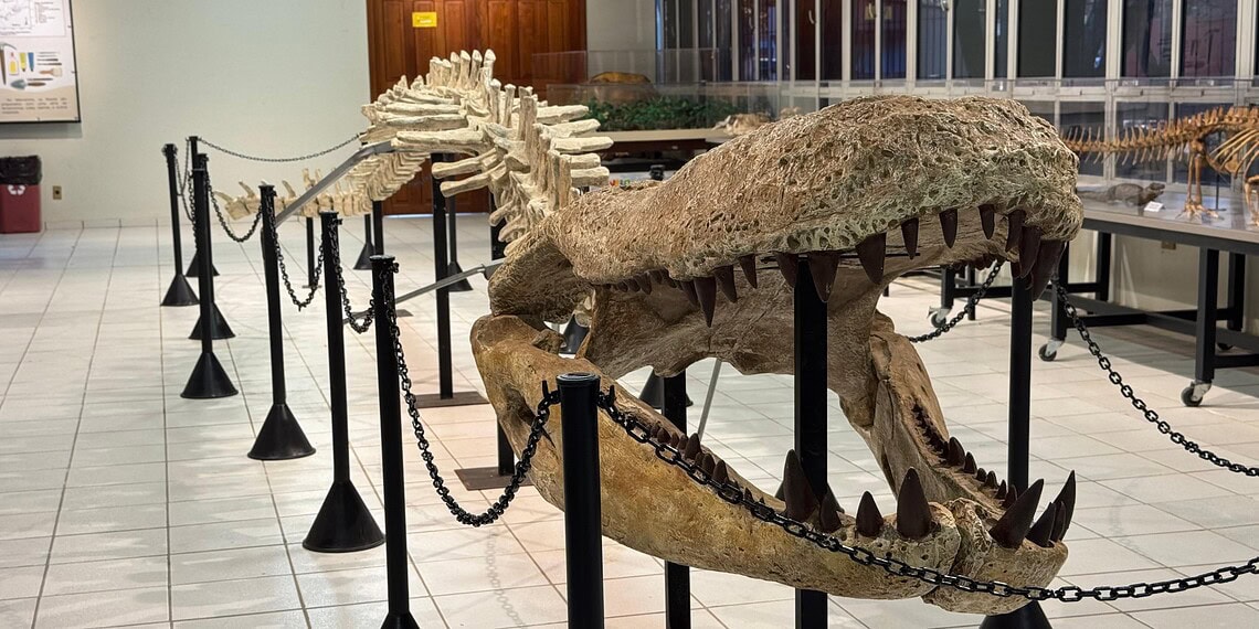 Purussaurus exposto no Museu Paleontológico da Ufac - Foto: Kauã Lucas
