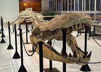 Purussaurus exposto no Museu Paleontológico da Ufac - Foto: Kauã Lucas