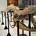 Purussaurus exposto no Museu Paleontológico da Ufac - Foto: Kauã Lucas